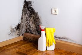 Best Mold Damage Restoration  in Waukon, IA